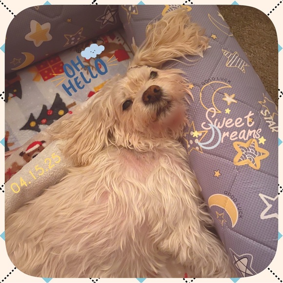 In Loving Memory of my sweet Boy…  💙Charlie - Picture 16 of 16